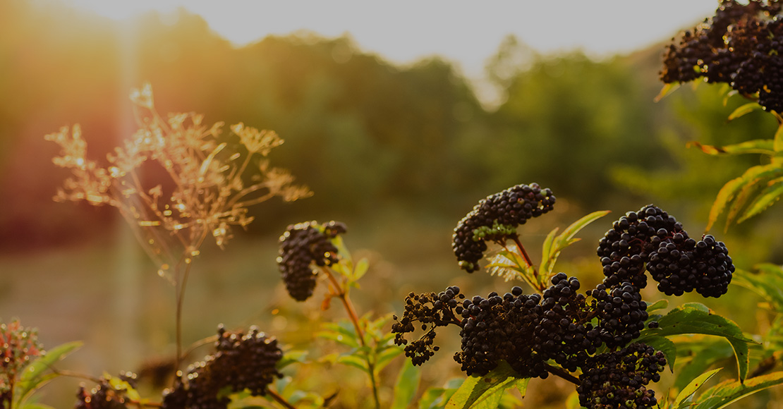 Kara Mürver ve Çinko ile <b>direncini artır!</b>